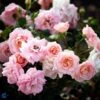 Rose - 'Dronning Margrethe' 2 Rose - 'Dronning Margrethe' -Planter Salgsbutik 1000000203