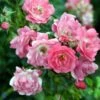 Rose - 'Heidetraum' ® -Planter Salgsbutik 1000000218