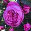Rose - CPH Garden In Bloom™- Plant'n' Relax® -Planter Salgsbutik 1000002763