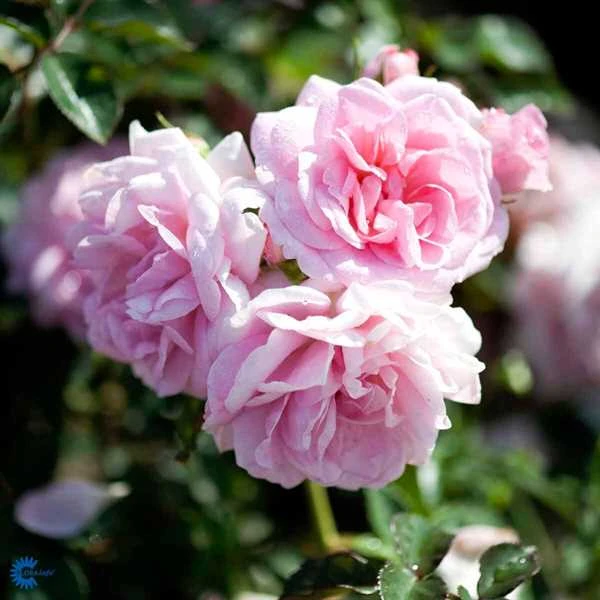 Slyngrose - 'Mamma Mia'™ 3 Slyngrose - 'Mamma Mia'™