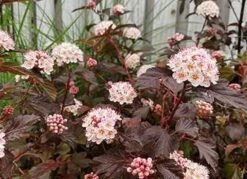 Blærespiræa 'Diablo D'or'