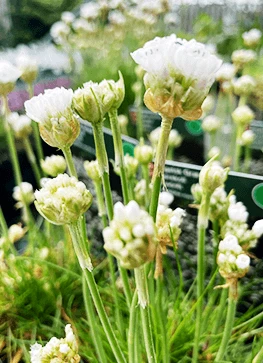 Engelsk Græs 'Alba' 3 Engelsk Græs 'Alba'