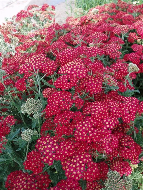 Røllike Mil. 'Paprika' 3 Røllike Mil. 'Paprika'