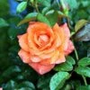 'Prinsesse Marie' - Storblomstrende Rose 1 'Prinsesse Marie' - Storblomstrende Rose -Planter Salgsbutik 456465124521234