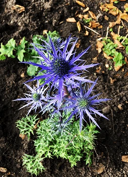 Mandstro 'Blue Hobbit' 3 Mandstro 'Blue Hobbit'