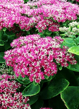 Kinesisk Sankthansurt 'Carmen' 3 Kinesisk Sankthansurt 'Carmen'