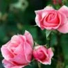 'Queen Elizabeth' - Storblomstrende Rose 2 'Queen Elizabeth' - Storblomstrende Rose -Planter Salgsbutik 6757875422124