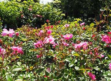 Rose The Pink Fairy 3 Rose The Pink Fairy