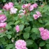 'Mary Rose' - Engelsk Rose -Planter Salgsbutik 8981006908