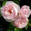 'Heritage' - Engelsk Rose 2 'Heritage' - Engelsk Rose -Planter Salgsbutik 8981006909