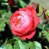 'Benjamin Britten' Engelsk Rose 1 'Benjamin Britten' Engelsk Rose -Planter Salgsbutik 8981006918
