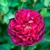 'Darcey Bussell' Ausdecorum - Engelsk Rose