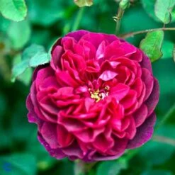 'Darcey Bussell' Ausdecorum - Engelsk Rose