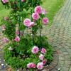'Gertrude Jekyll' Ausbord - Engelsk Rose 2 'Gertrude Jekyll' Ausbord - Engelsk Rose -Planter Salgsbutik 89810069619