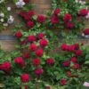 'Tess Of The D'Urbervilles Ausmove - Engelsk Rose -Planter Salgsbutik 89810069621 3