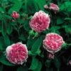 'Jacques Cartier' R. Portlandica - Engelsk Rose -Planter Salgsbutik 89810069623