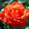 'Alexander' - Storblomstret Rose 1 'Alexander' - Storblomstret Rose -Planter Salgsbutik 89810069628