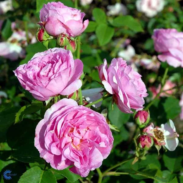 'Louise Odier' - Historisk Buskrose 3 'Louise Odier' - Historisk Buskrose