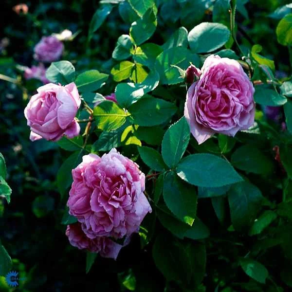 'Comte De Chambord' - Historisk Buskrose 3 'Comte De Chambord' - Historisk Buskrose