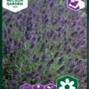 Ægte Lavendel -Planter Salgsbutik 93882