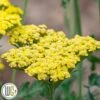 ACHILLEA 'SASSY SUMMER LEMON'®' 2 ACHILLEA 'SASSY SUMMER LEMON'®' -Planter Salgsbutik Achillea20Sassy20Summer20Lemon