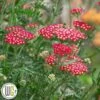 ACHILLEA 'SASSY SUMMER SANGRIA'®' -Planter Salgsbutik Achillea20Sassy20Summer20Sangria