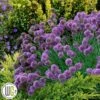 'ALLIUM 'MEDUSA'®' -Planter Salgsbutik Allium2020Medusa