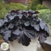 Alunrod 'BLACK PEARL'®' -Planter Salgsbutik Alunrod20Black20Pearl