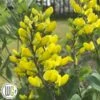 'BAPTISIA 'AMERICAN GOLDFINCH'®' 1 'BAPTISIA 'AMERICAN GOLDFINCH'®' -Planter Salgsbutik Baptisia20American20Goldfinch