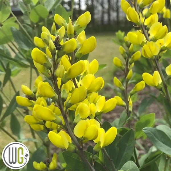 'BAPTISIA 'AMERICAN GOLDFINCH'®' 3 'BAPTISIA 'AMERICAN GOLDFINCH'®'