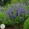 'BAPTISIA 'BLUEBERRY SUNDAE'®' 1 'BAPTISIA 'BLUEBERRY SUNDAE'®' -Planter Salgsbutik Baptisia20Blueberry20Sundae