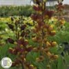 'BAPTISIA 'CHERRIES JUBILEE'®' 2 'BAPTISIA 'CHERRIES JUBILEE'®' -Planter Salgsbutik Baptisia20Cherries20Jubilee
