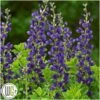 'BAPTISIA 'SPARKLING SAPPHIRES'®' -Planter Salgsbutik Baptisia20Sparkling20Sapphires