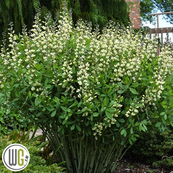 'BAPTISIA 'VANILLA CREAM'®' 3 'BAPTISIA 'VANILLA CREAM'®'