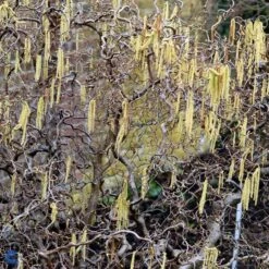 Troldhassel - CORYLUS Ave. 'CONTORTA'