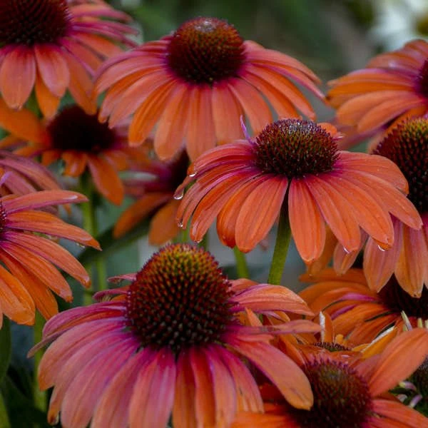ECHINACEA 'ORANGE YOU AWESOME'®' 3 ECHINACEA 'ORANGE YOU AWESOME'®'