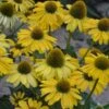 ECHINACEA 'YELLOW MY DARLING'®' -Planter Salgsbutik ECHINACEA20YELLOW20MY20DARLING