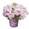 Hortensia `French Bolero` -Planter Salgsbutik French Bolero rosa