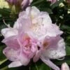 Rhododendron GOMER WATERER 1 Rhododendron GOMER WATERER -Planter Salgsbutik Gomer
