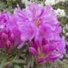 Rhododendron GRAZIELLA -Planter Salgsbutik Graziella