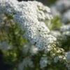 Spiraea Cinerea 'Grefsheim' -Planter Salgsbutik Grefsheim
