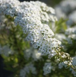 Spiraea Cinerea 'Grefsheim'