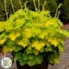 Alunrod `Lemon Love` -Planter Salgsbutik Heuchera Lemon Love gxplant 335x335