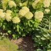 Syrenhortensia 'LIMELIGHT'® -Planter Salgsbutik Hyd20Limelight