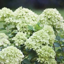 Syrenhortensia 'LITTLE LIME'® JANE