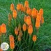 KNIPHOFIA 'ORANGE BLAZE'®' 1 KNIPHOFIA 'ORANGE BLAZE'®' -Planter Salgsbutik Kniphofia20Orange20Blaze