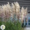 Elefantgræs `Encore`® -Planter Salgsbutik Miscanthus Encore