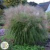 MISCANTHUS 'AUTUMN ANTHEM'®' 2 MISCANTHUS 'AUTUMN ANTHEM'®' -Planter Salgsbutik Miscanthus20Autumn20Anthem