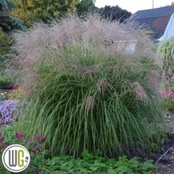 MISCANTHUS 'AUTUMN ANTHEM'®'