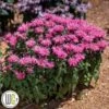 MONARDA 'BUBBLEGUM BLAST'®' 1 MONARDA 'BUBBLEGUM BLAST'®' -Planter Salgsbutik Monarda20Bubblegum20Blast